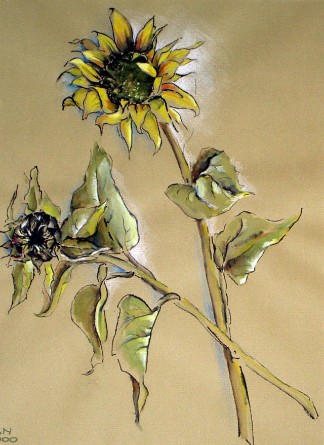 Sonnenblumen